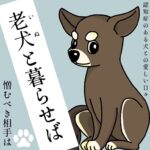 老犬（いぬ）と暮らせば【11】